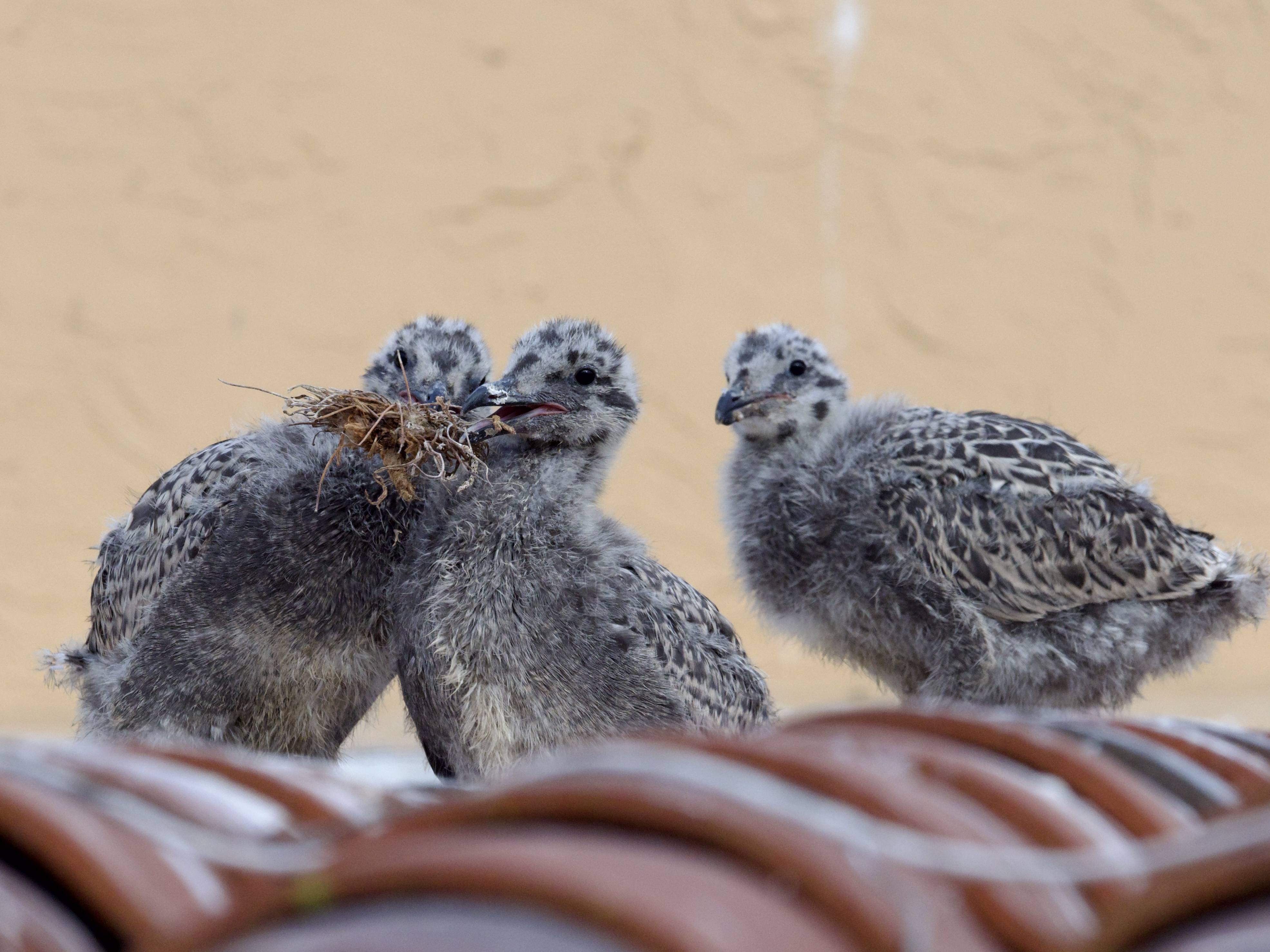 Western Gull Chicks in Rooftop Colony
