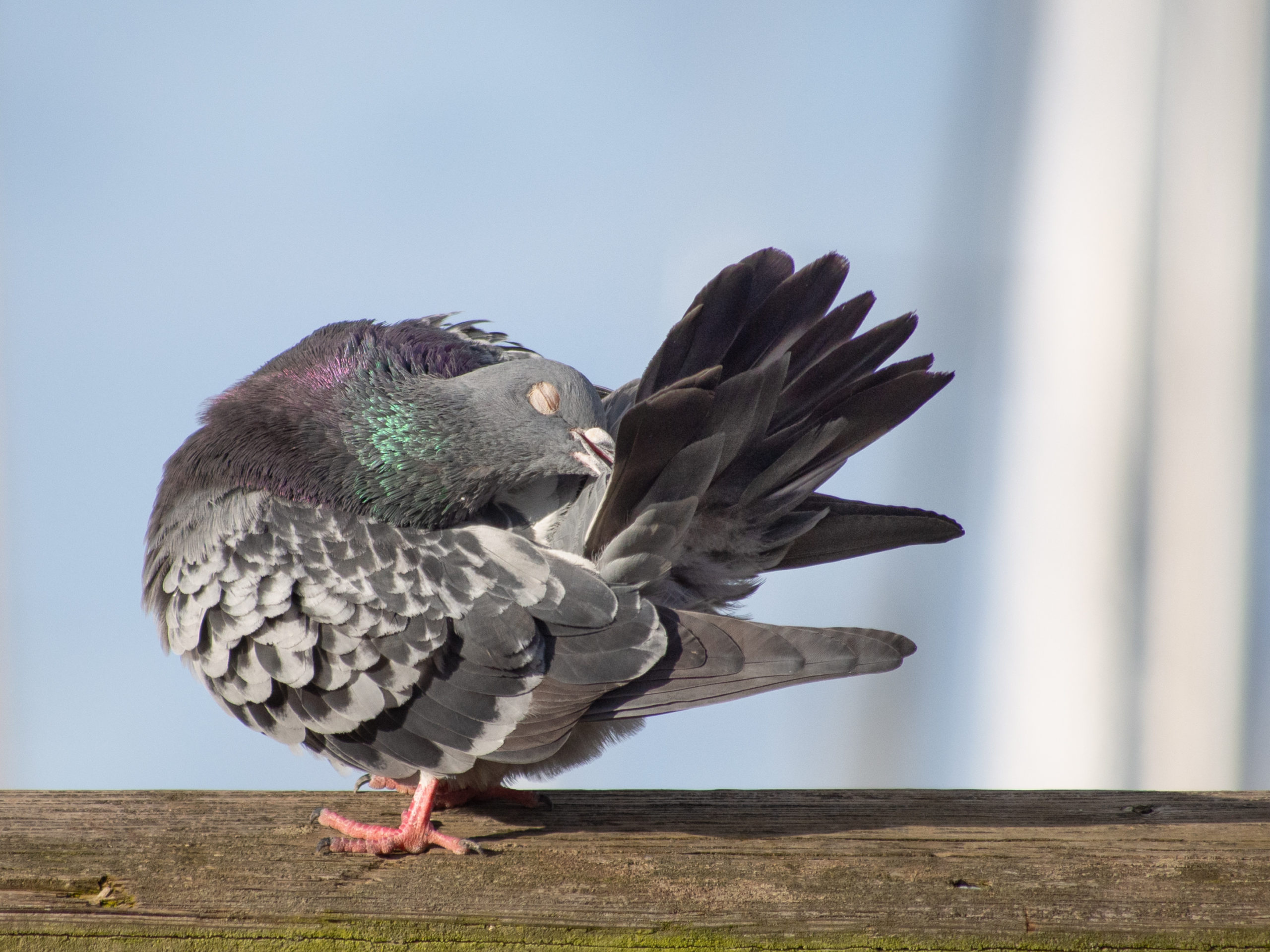 Pigeon Preening Tail Feathers