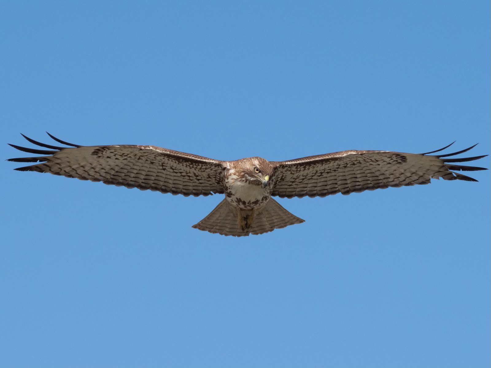 Juvenile Red-Tailed Hawk Hovering in Redondo Beach