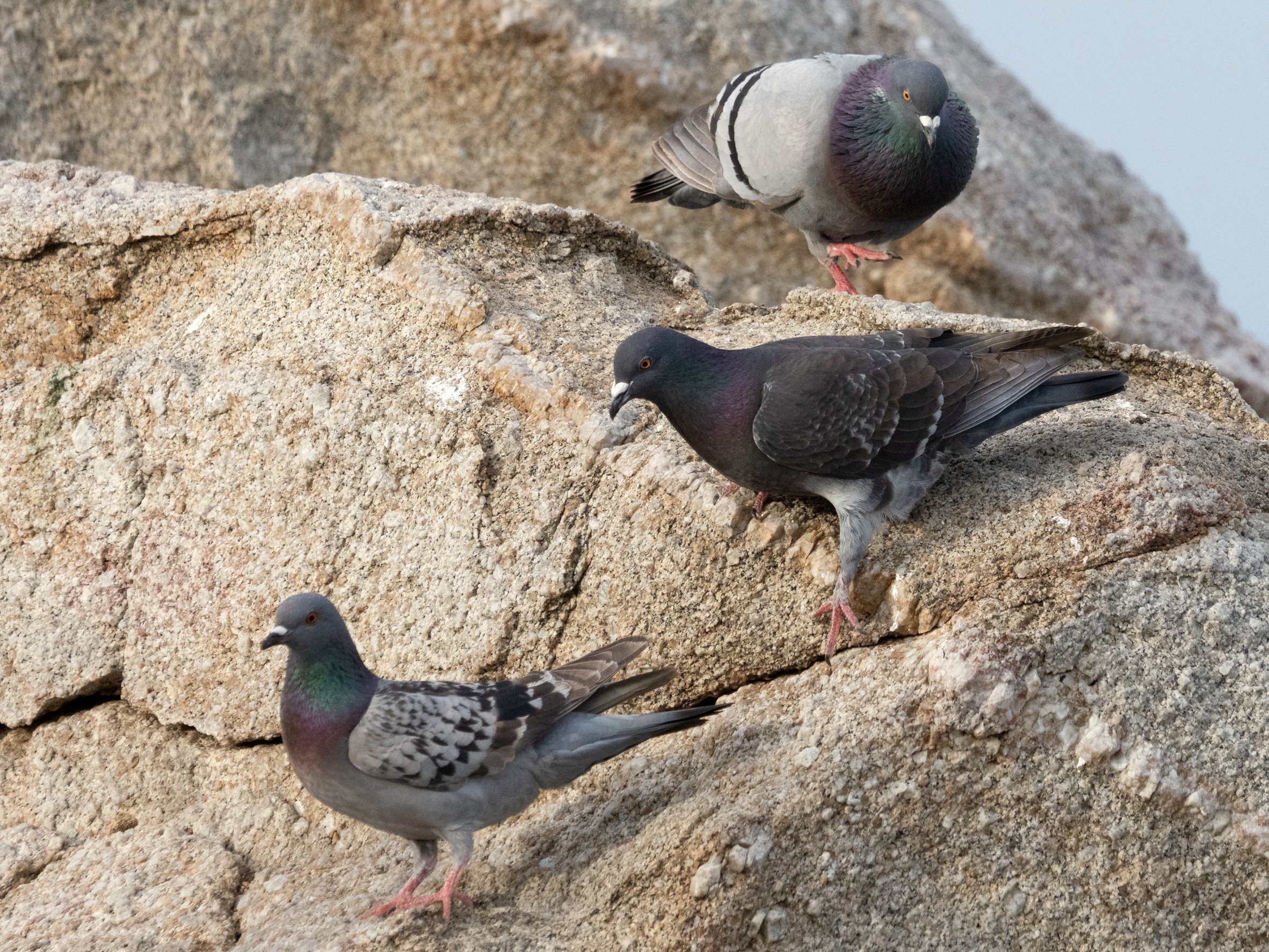 Pigeons Climbing on Rocks