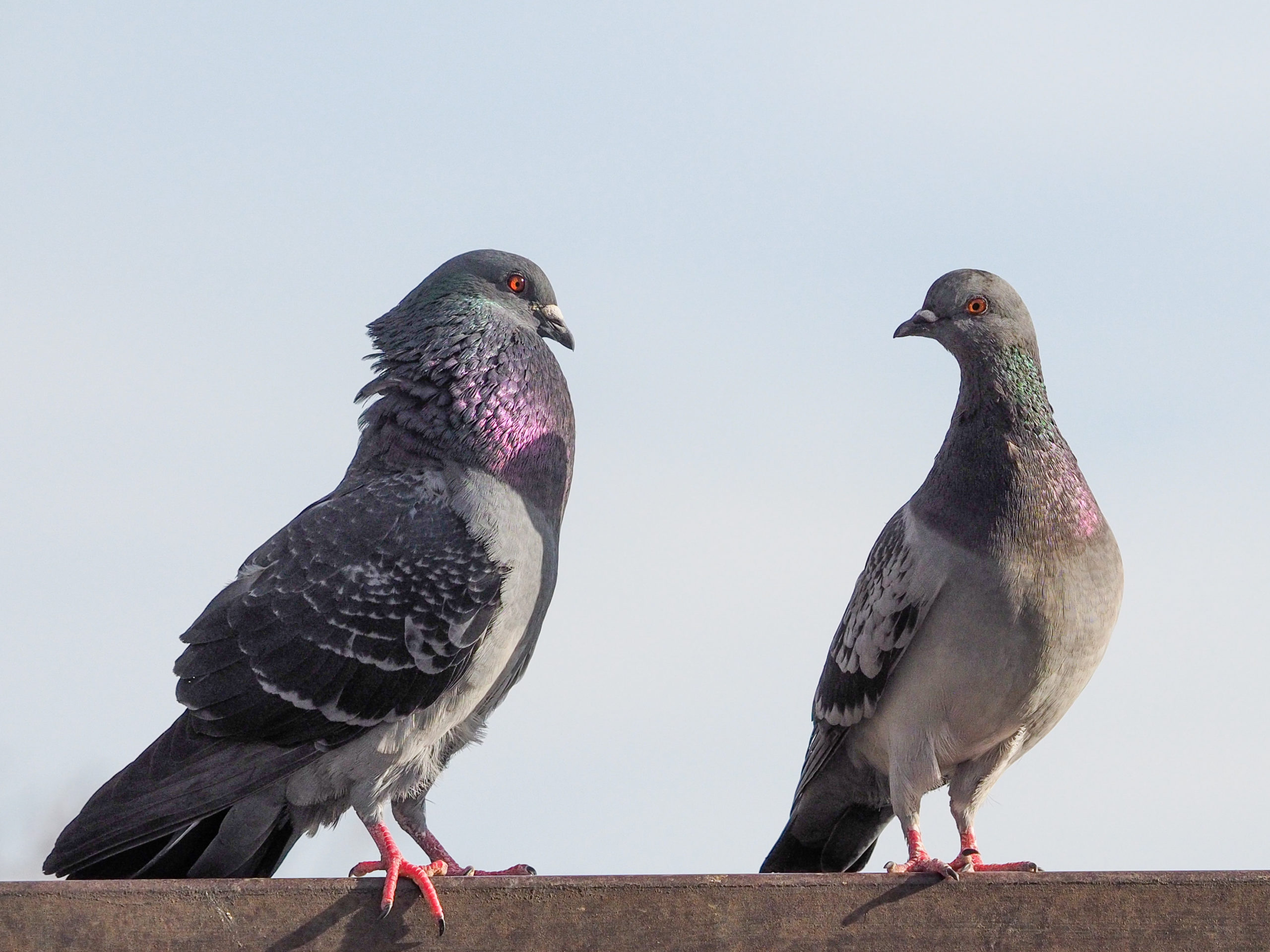 Pigeon Courtship