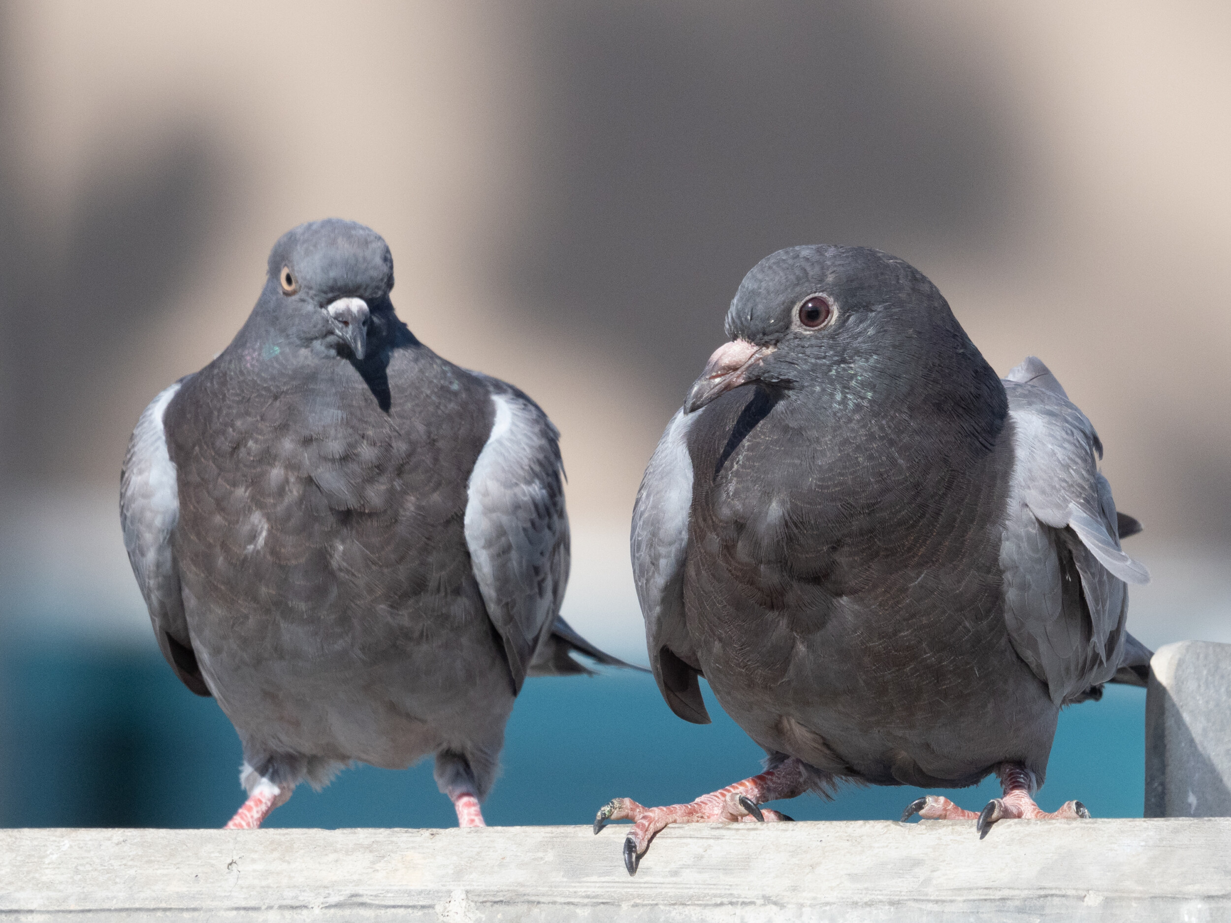 Young Pigeon in Flock