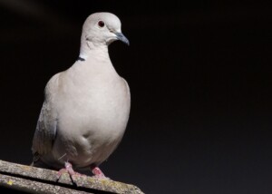 Eurasian Collared Dove on Roof