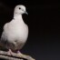 Eurasian Collared Dove on Roof