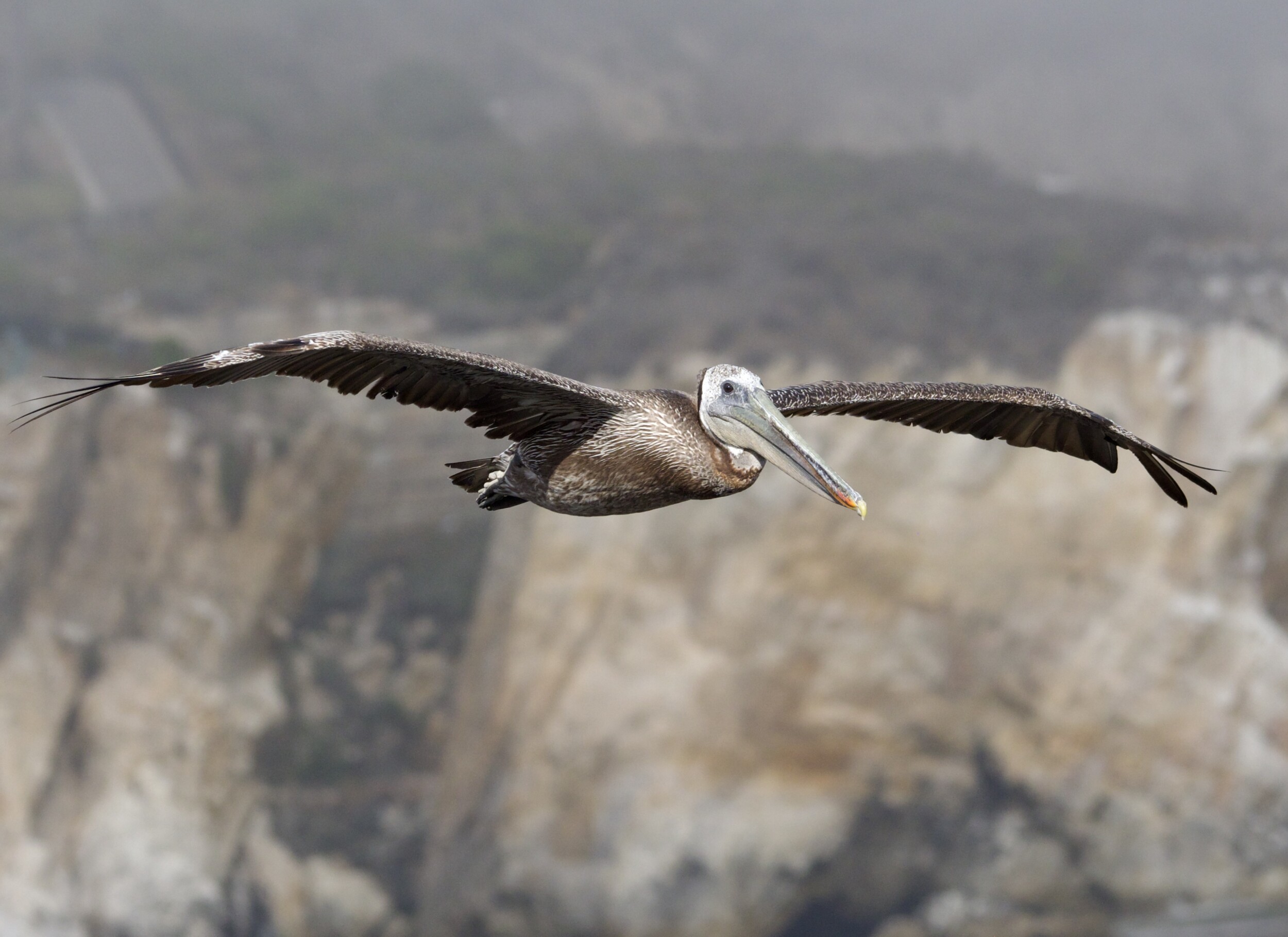 Brown Pelican Flying Over Pismo Beach