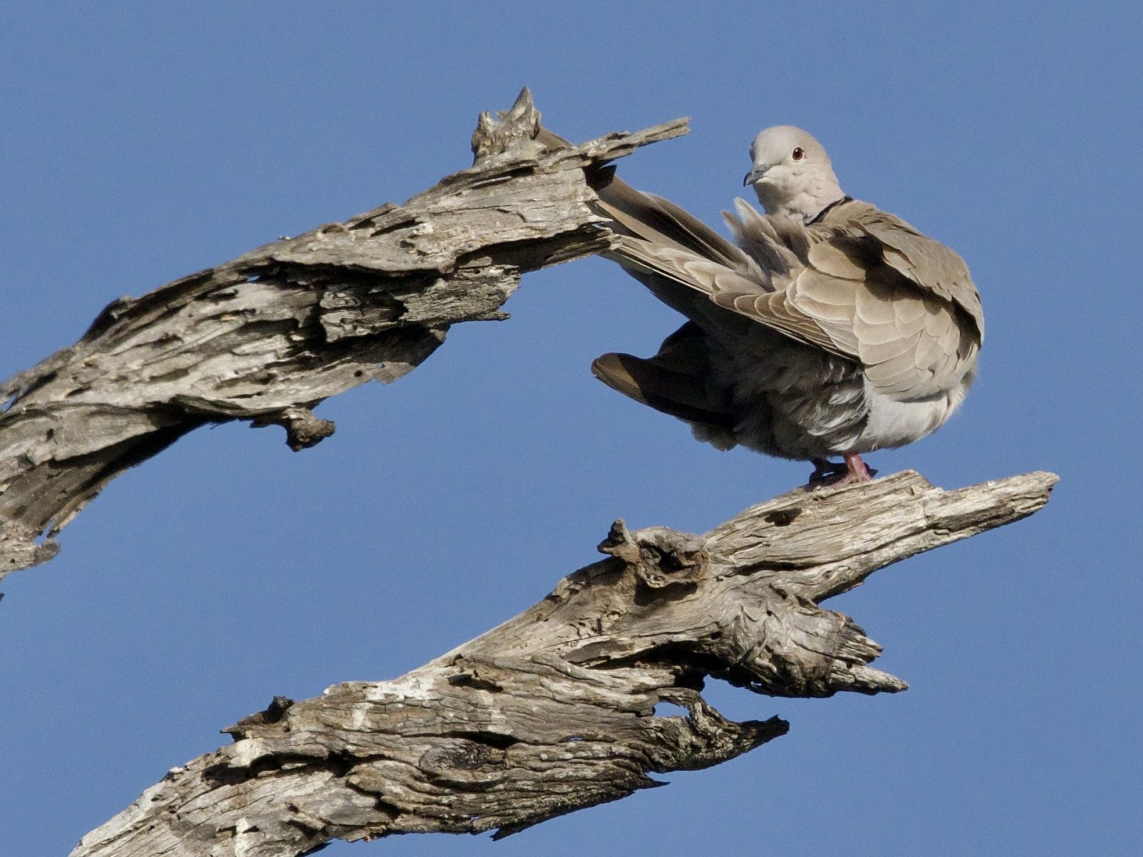 Eurasian Collared Dove on Tree Snag