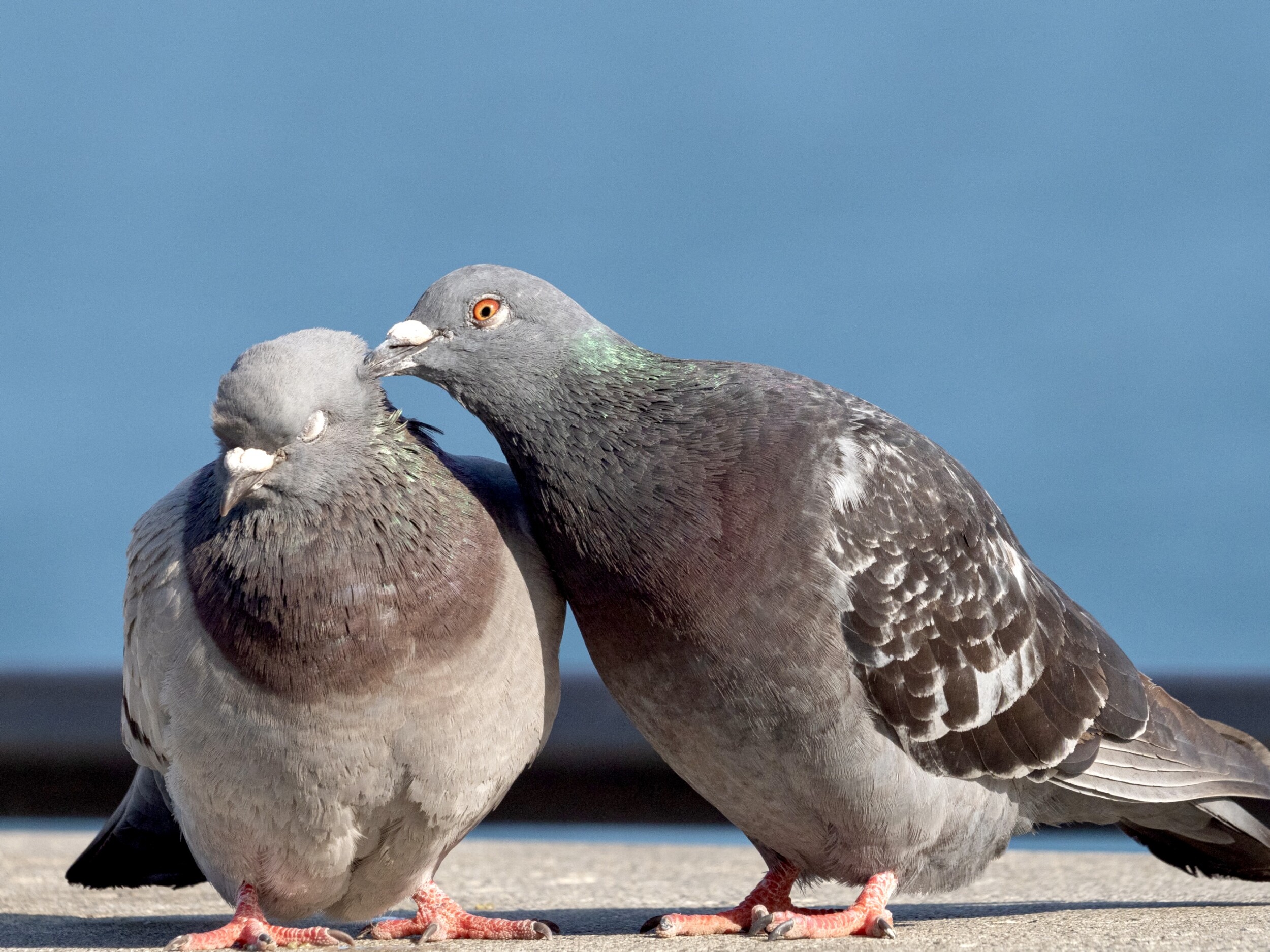 Pigeon Pair Preening