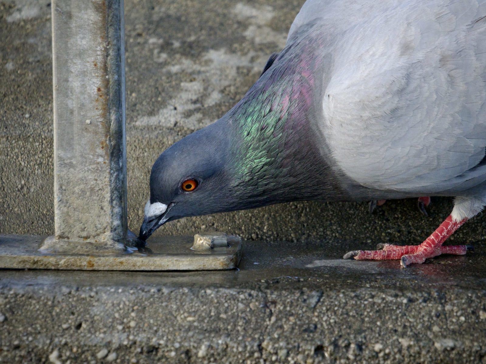 Pigeon Drinking at Faucet