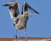 Western Gull Chick Flapping Wings