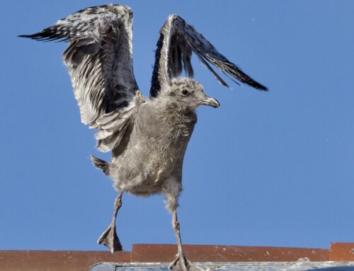 Gull Chicks in Flight School