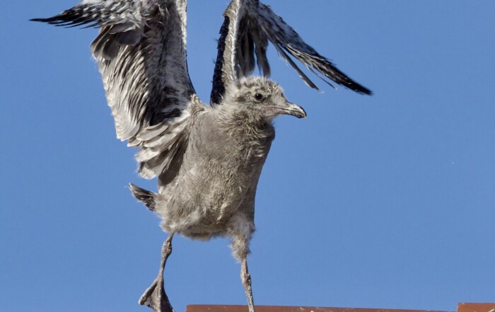 Western Gull Chick Flapping Wings