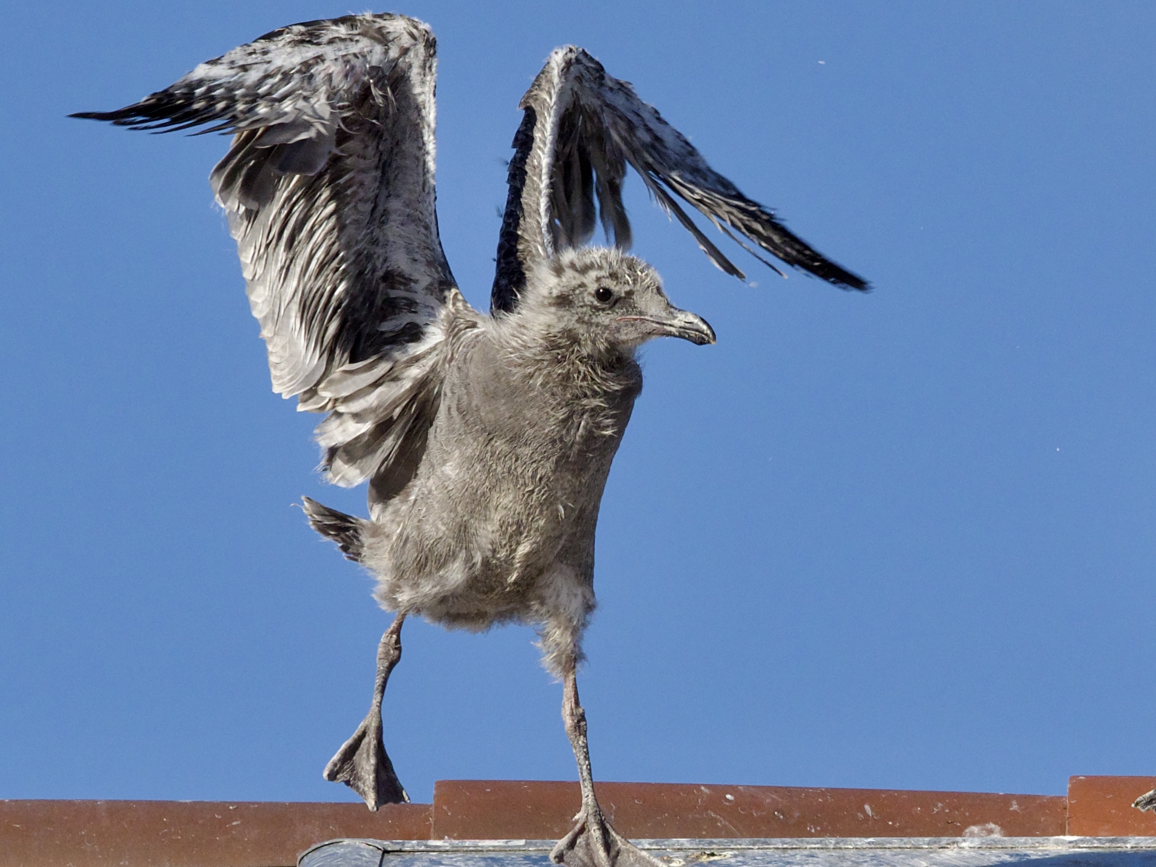 Western Gull Chick Flapping Wings