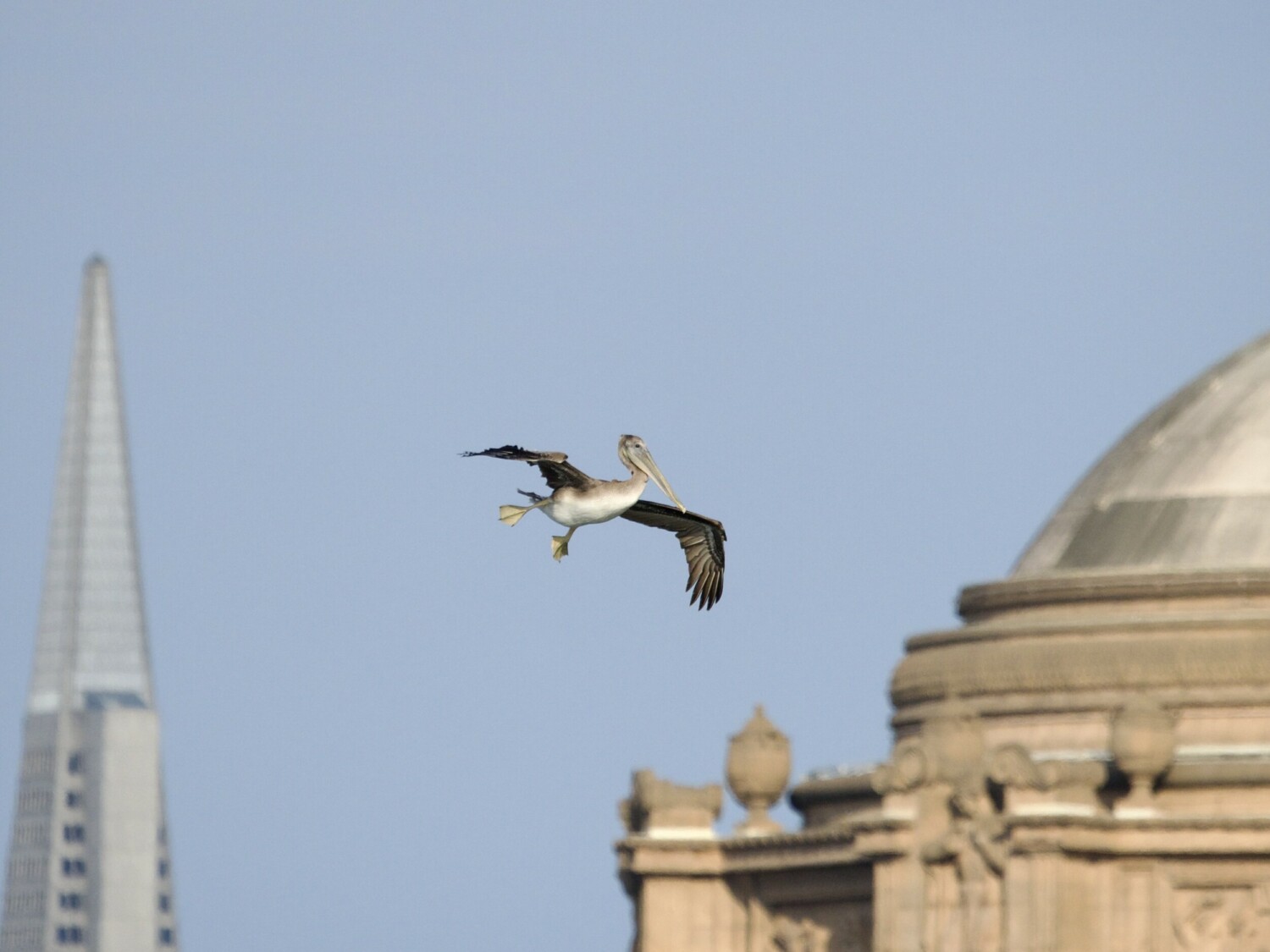 Brown Pelican Over Palace of Fine Arts SF