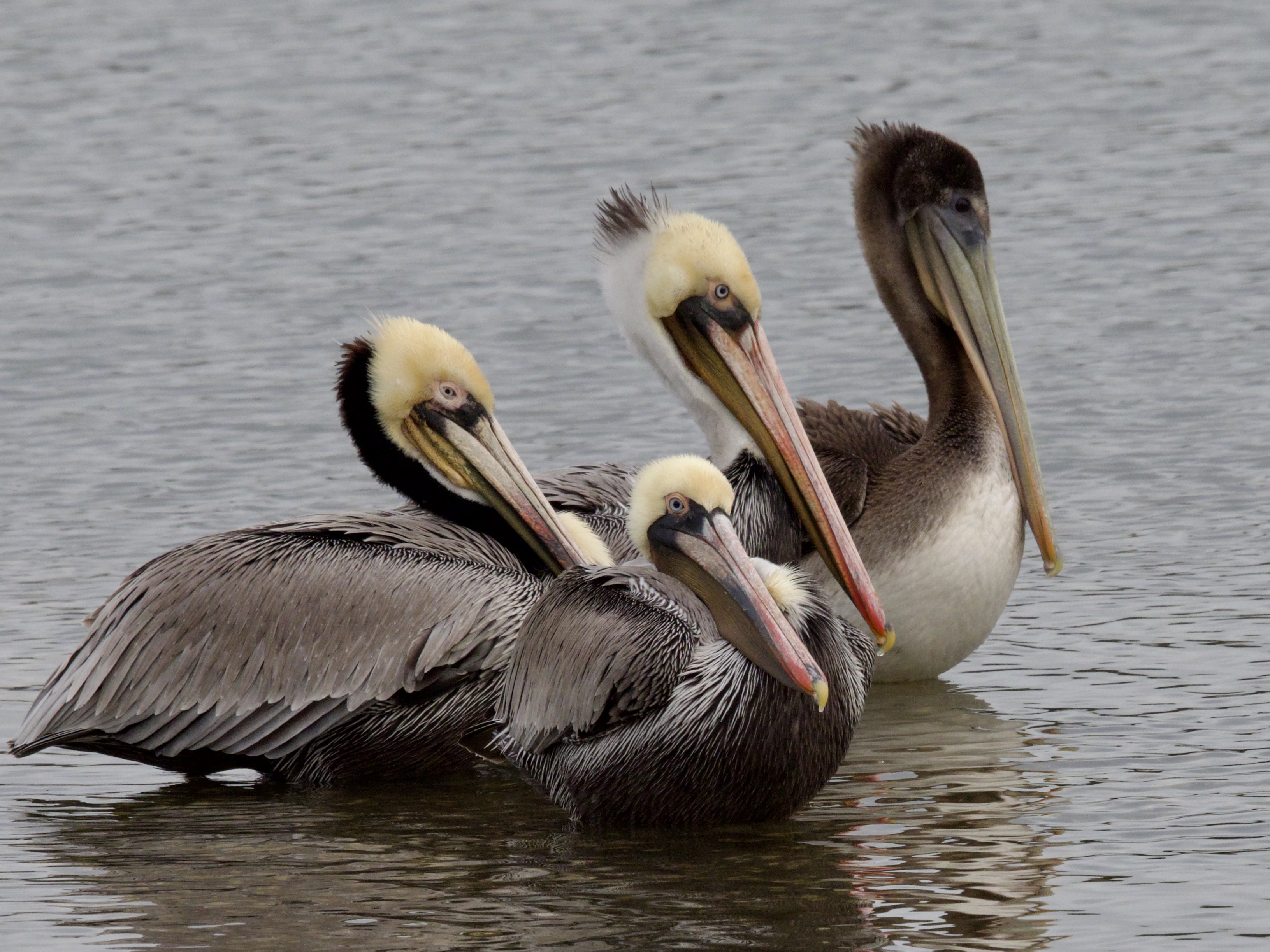 Brown Pelicans Loafing in Crissy Field Marsh
