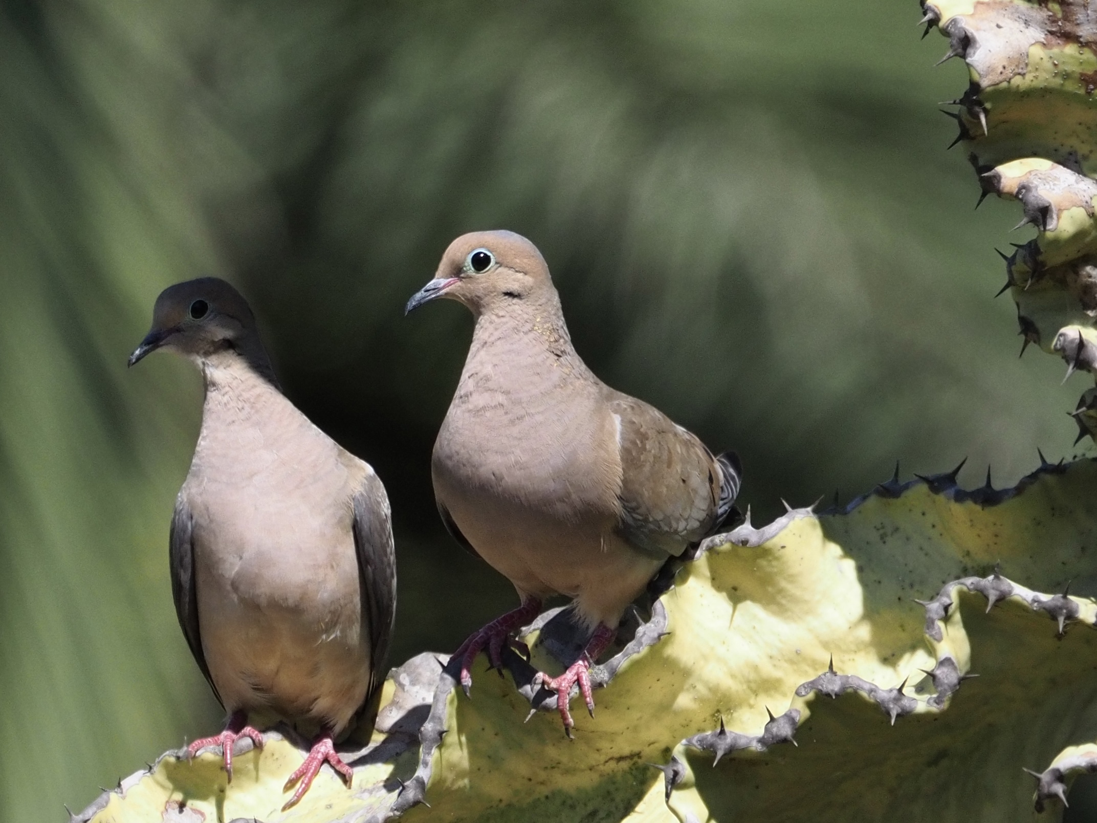 Mourning Doves on Succulent Tree