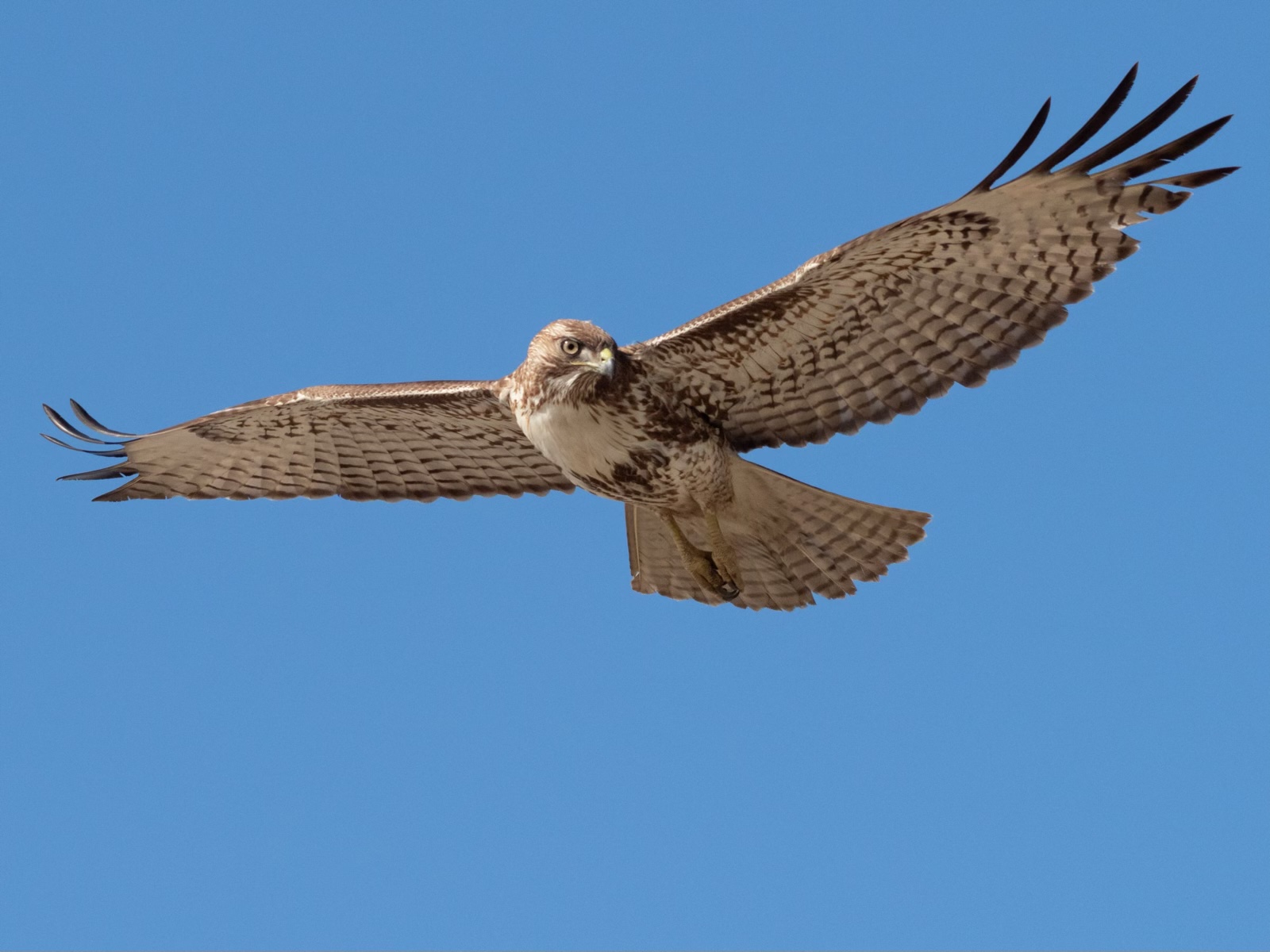 Juvenile Red-Tailed Hawk in Flight