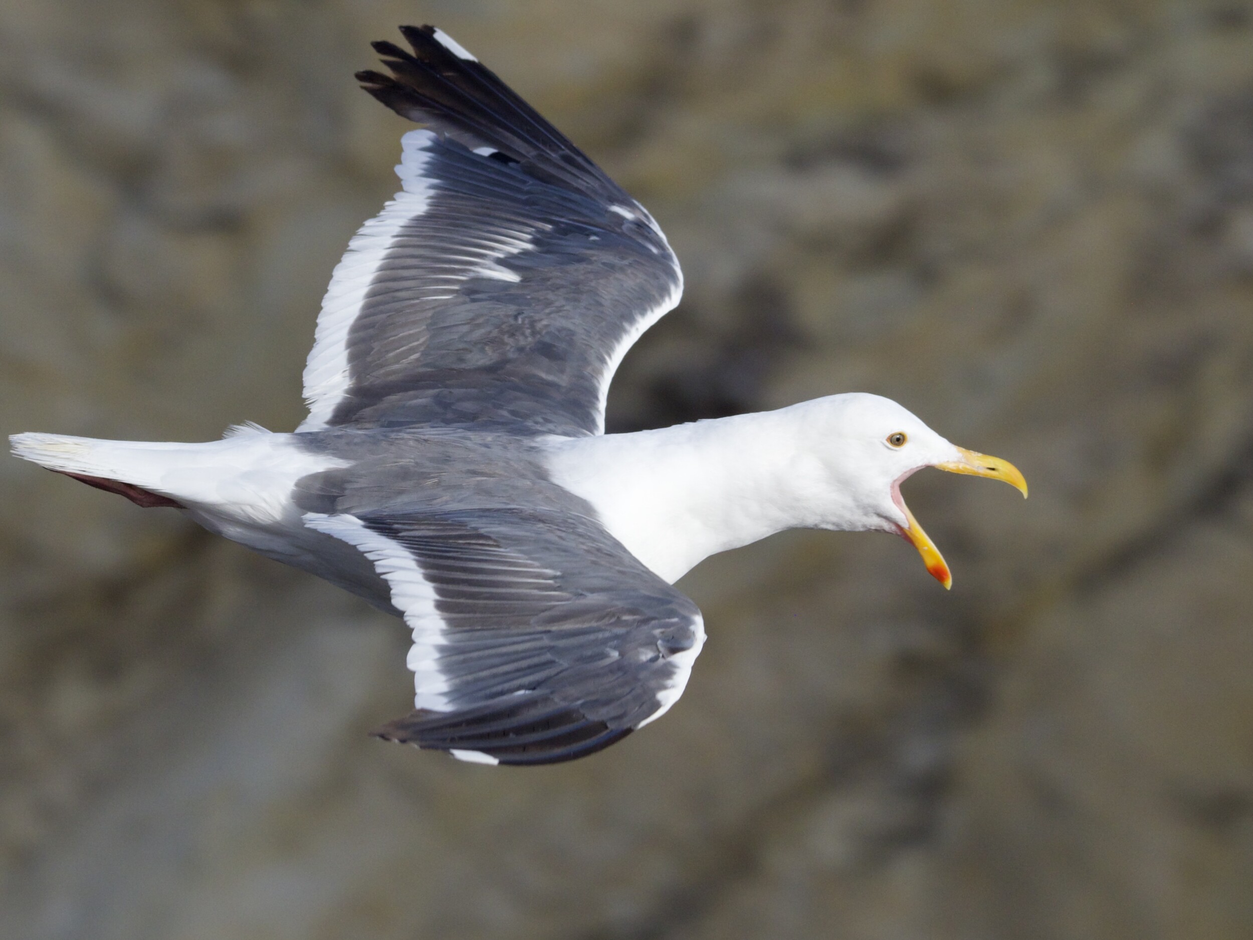 Western Gull in Flight
