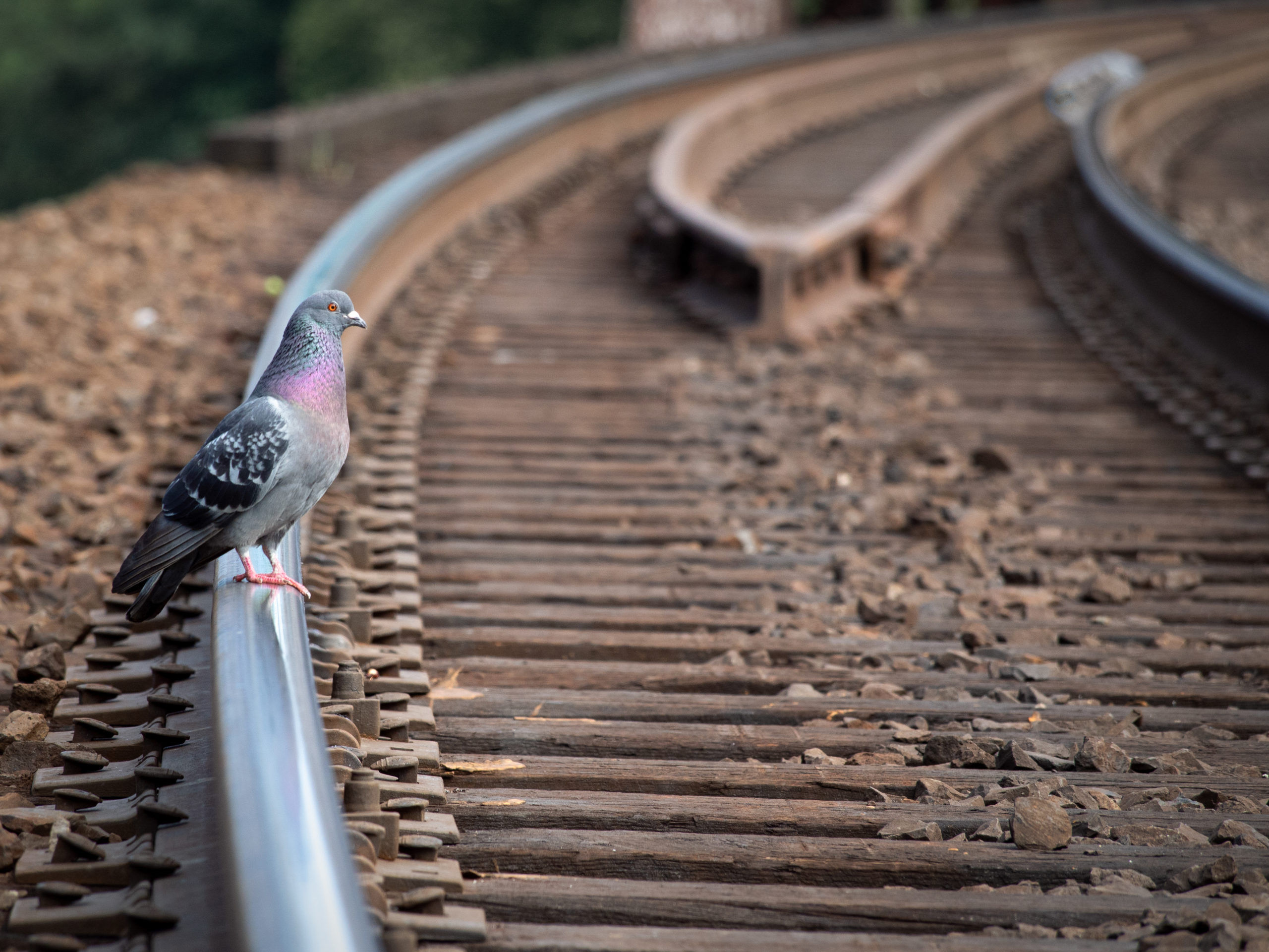 Pigeon Walking on Seattle Railroad Track