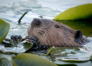 American Beaver Eating Lily Pads