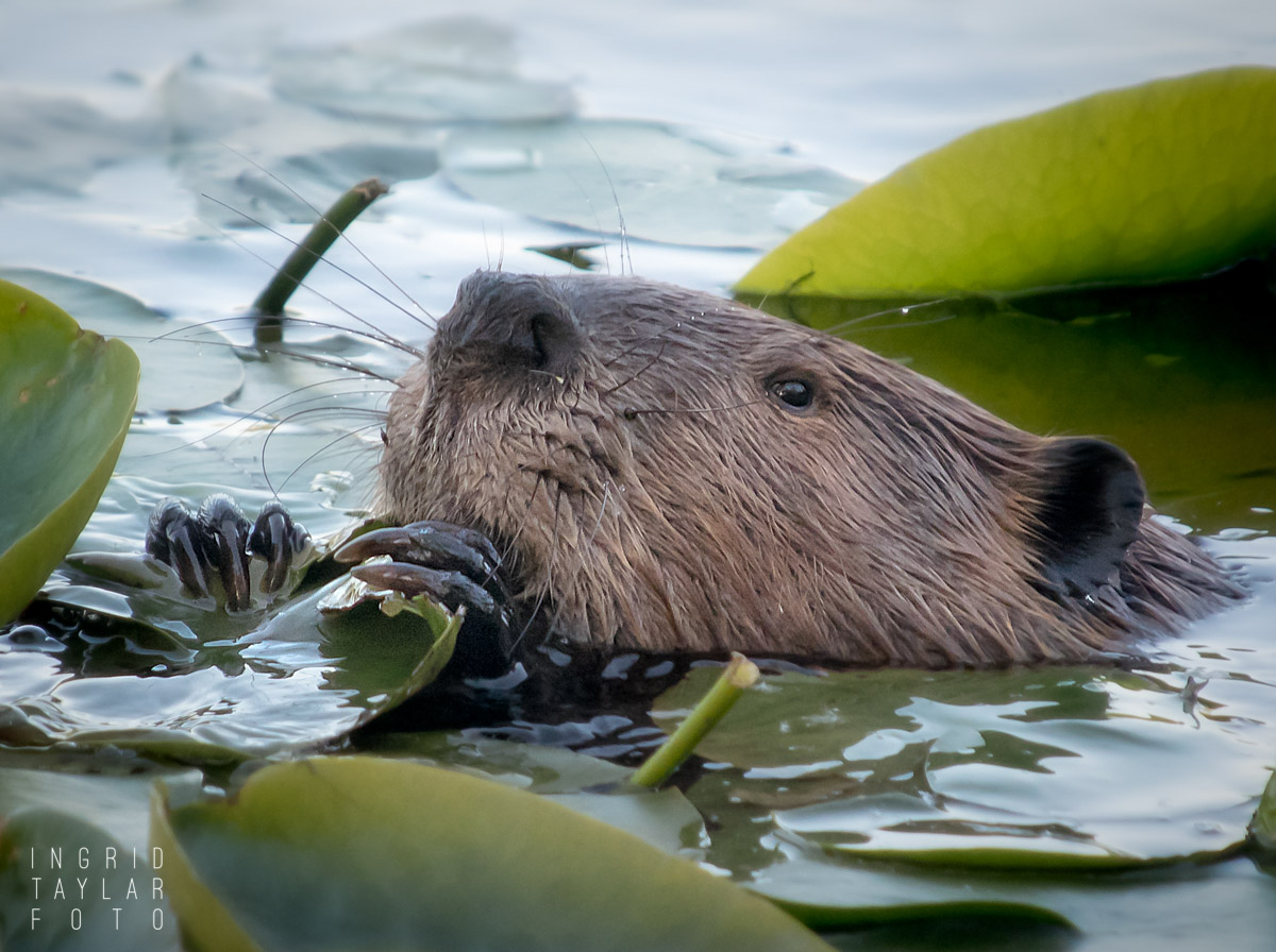American Beaver Eating Lily Pads