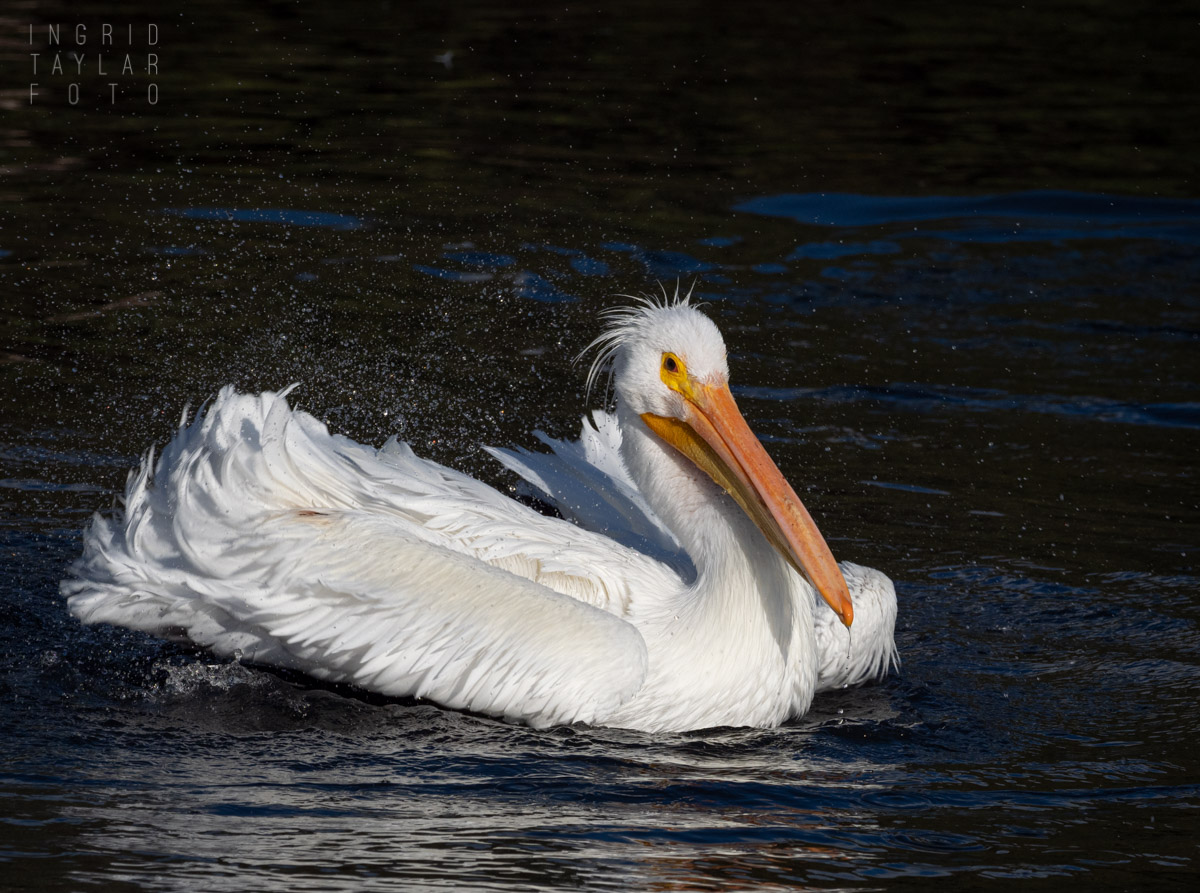 American White Pelican Bathing