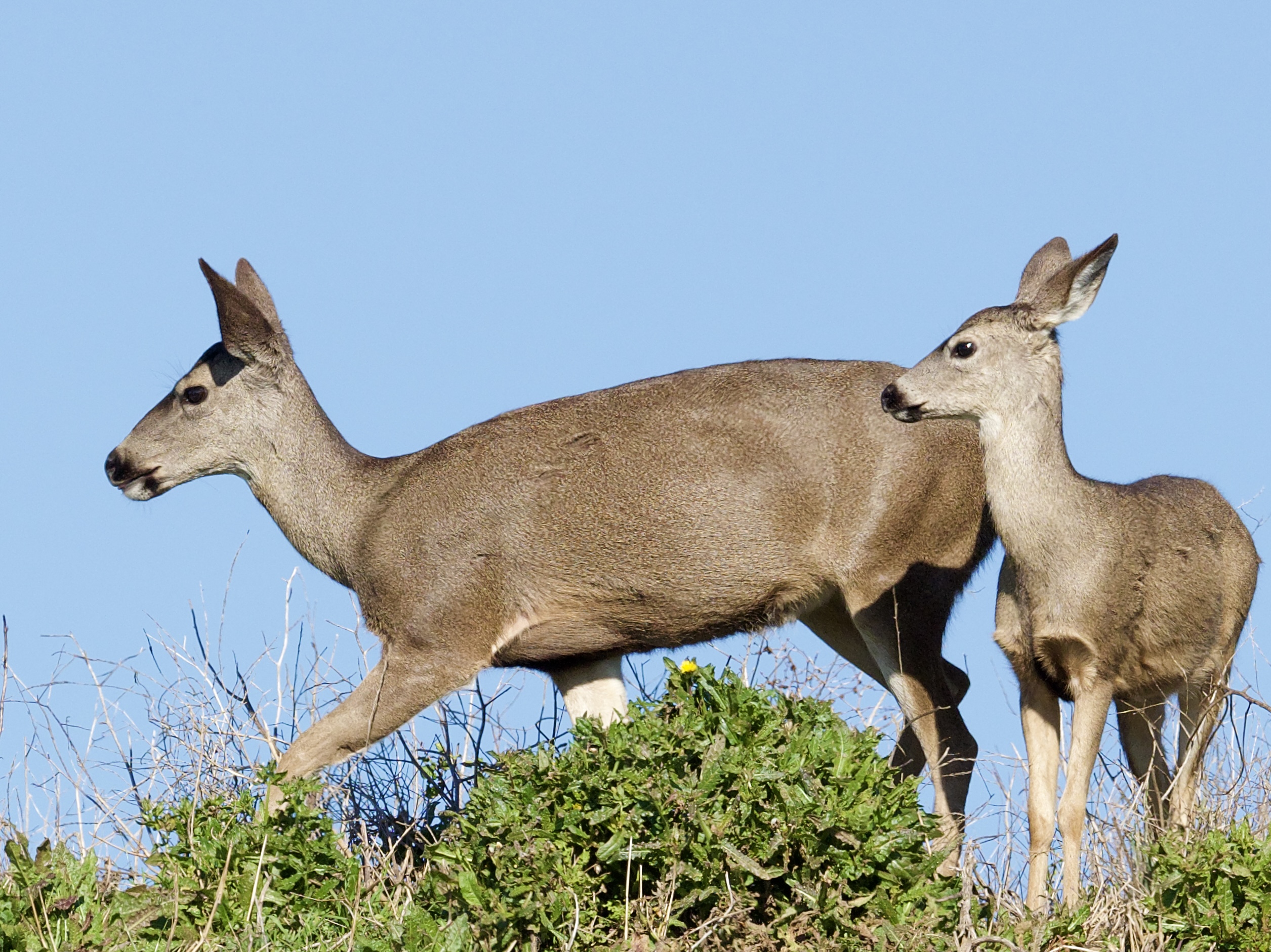 Deer and Fawn in San Mateo County