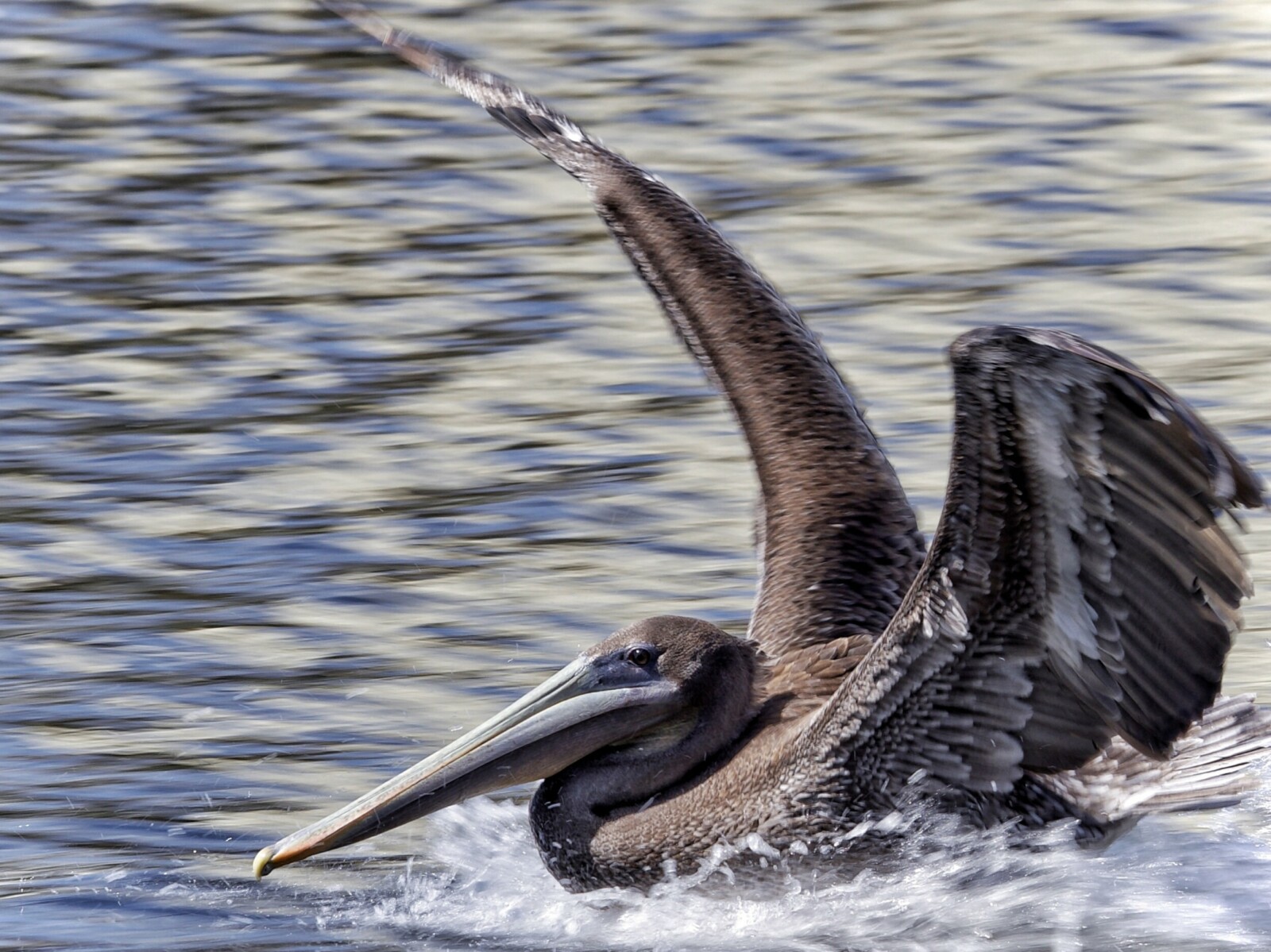 Brown Pelican Landing in Lake Merritta