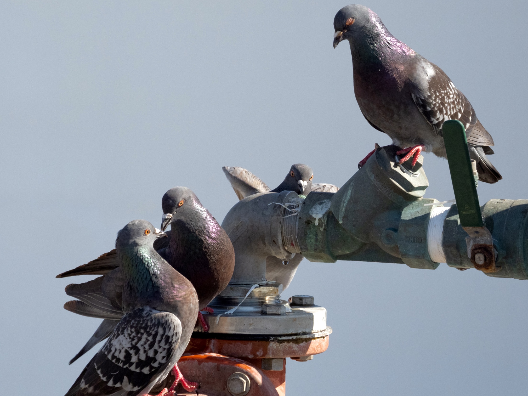 Pigeons Drinking from Commercial Faucet