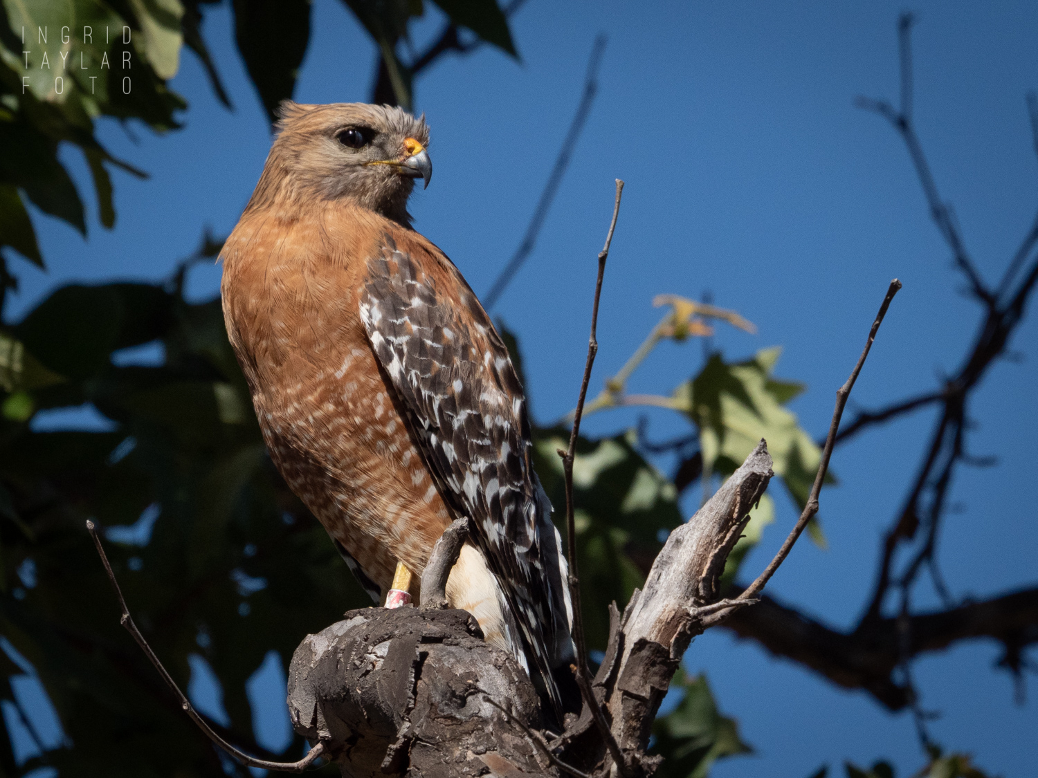 Banded Red-Shouldered Hawk in Irvine Regional Park