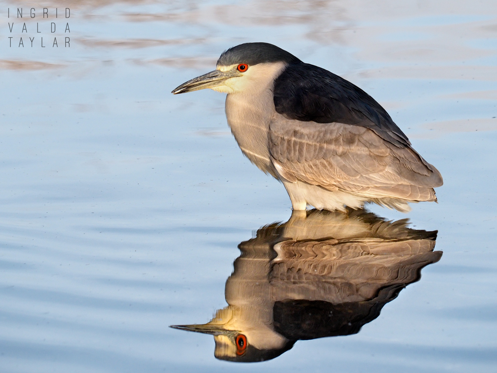 Black-Crowned Night Heron Reflected in Lake Merritt