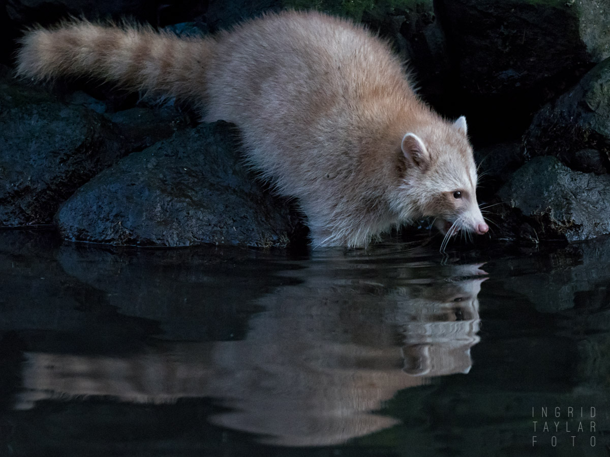 Blonde Raccoon at Lake Merritt