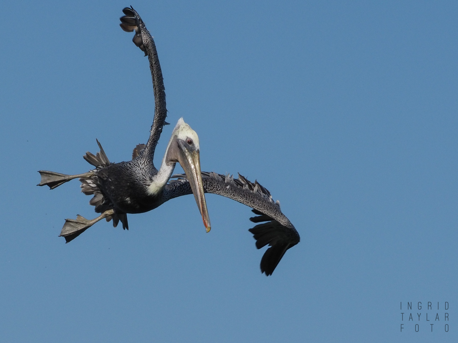 Brown Pelican Diving near Pismo Beach