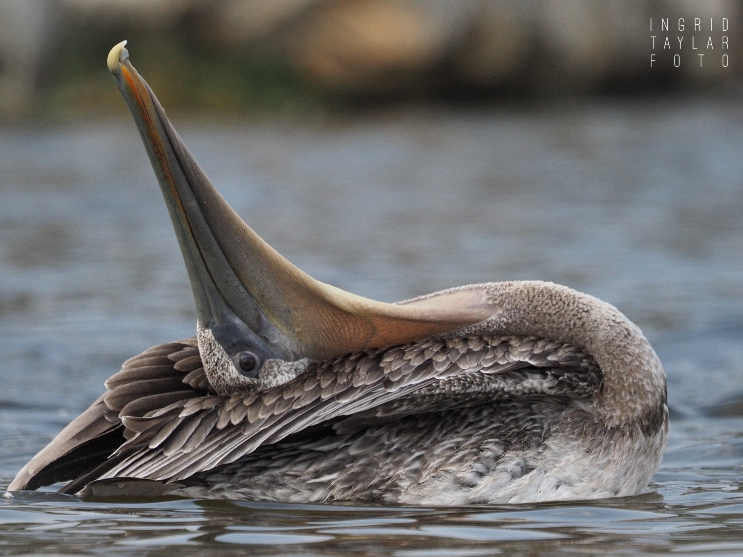 Brown Pelican Preening on Water