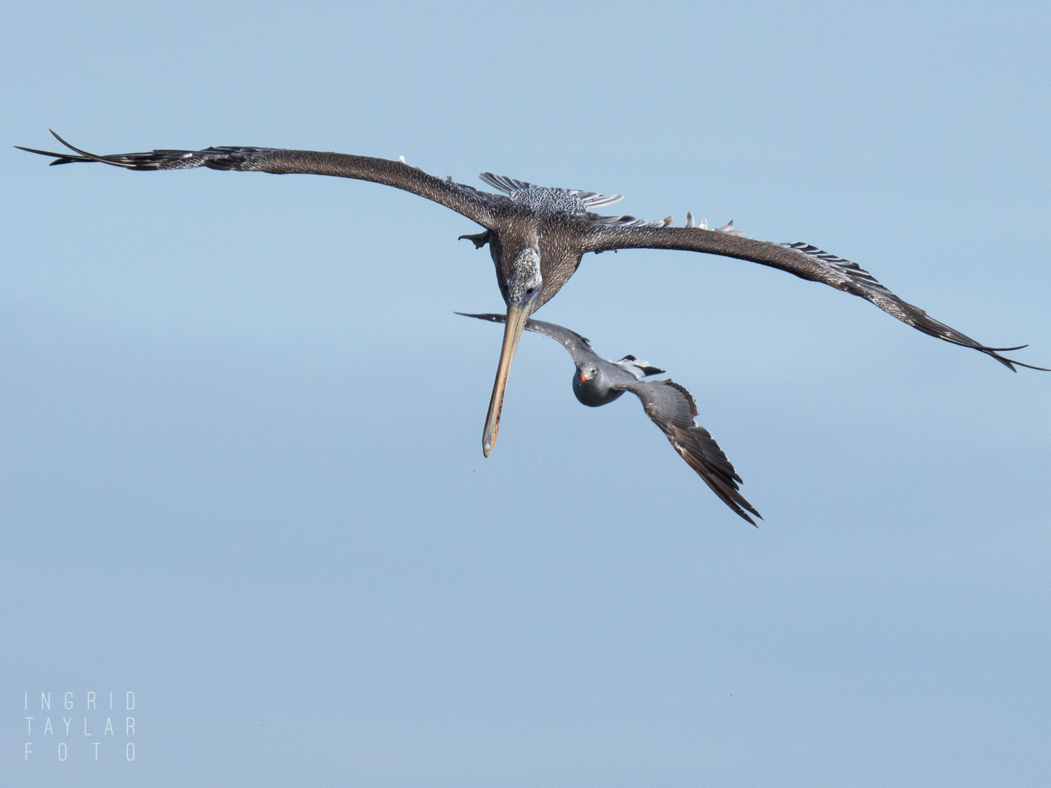 Brown Pelican and Heermann's Gull