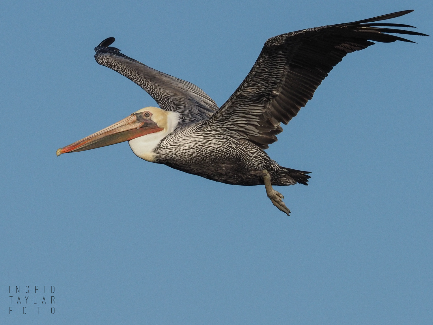 Brown Pelican in Flight Over Monterey Bay
