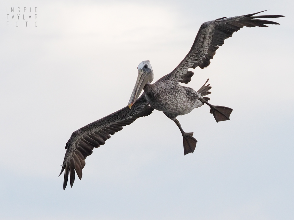 Brown Pelican on White Sky