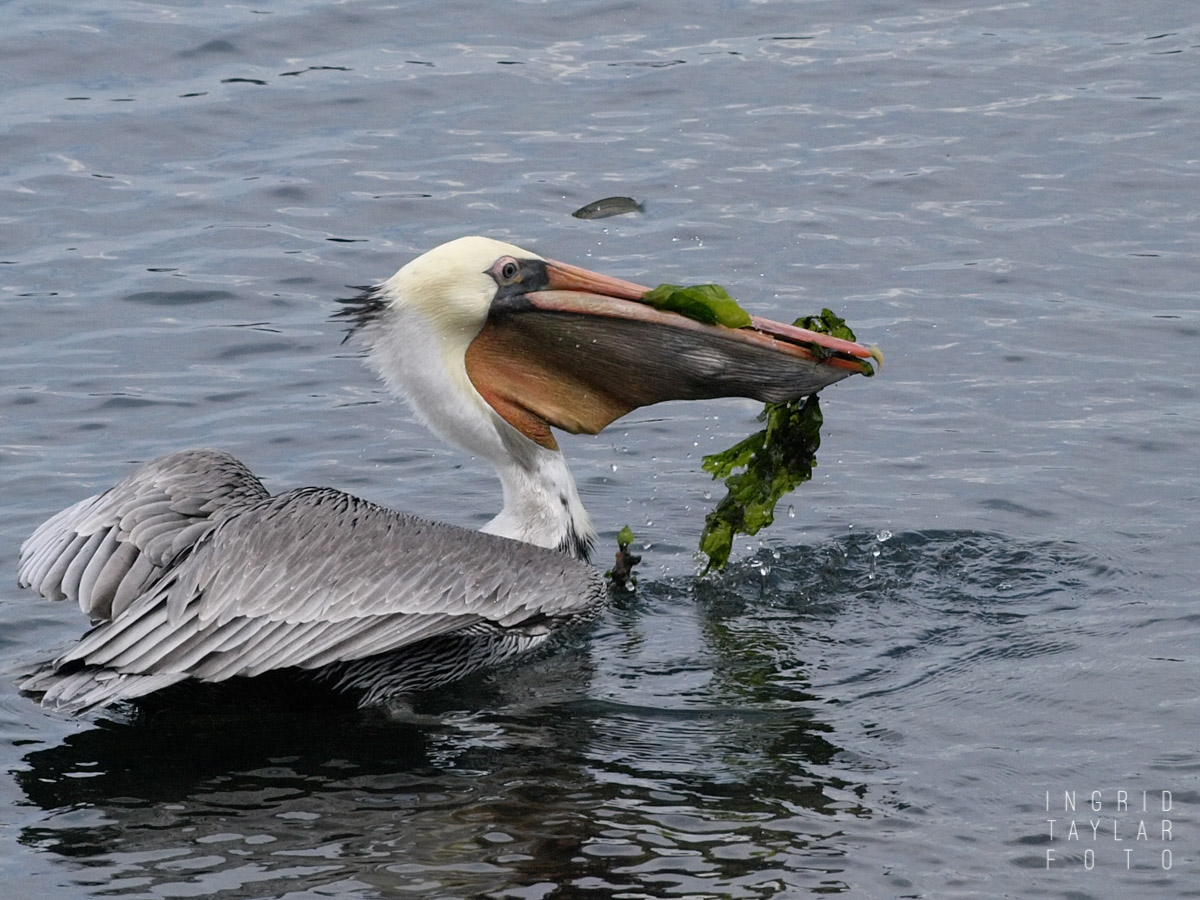 Brown Pelican with Full Pouch
