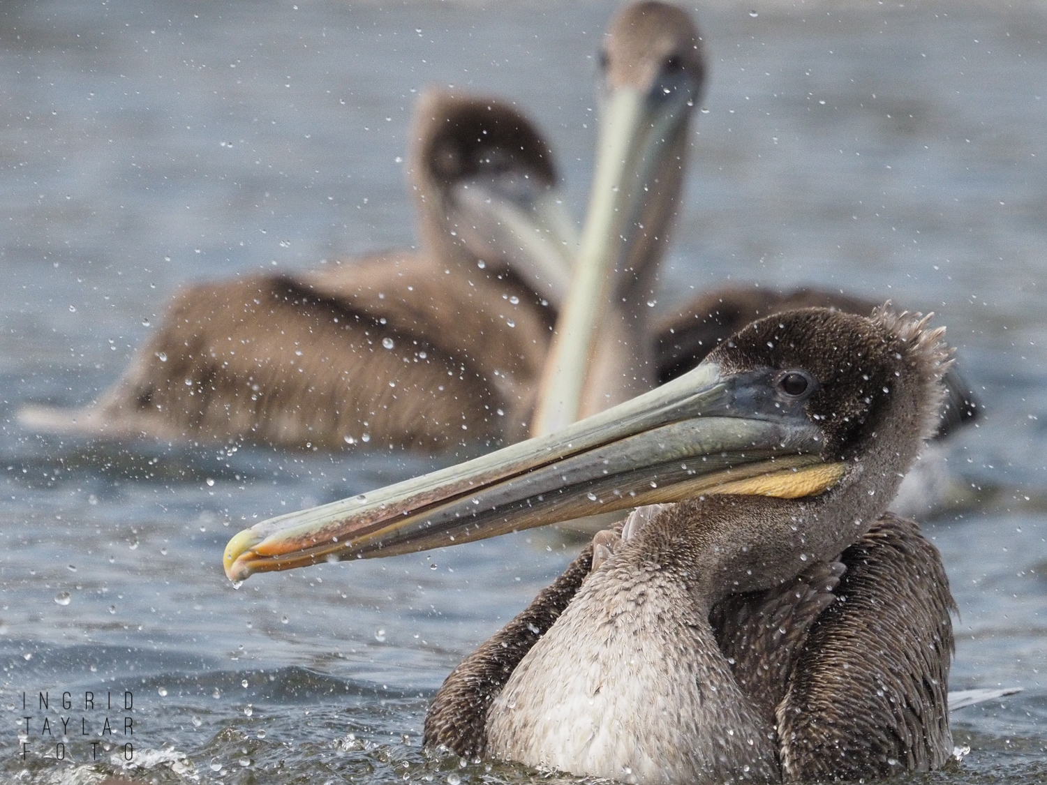 Brown Pelicans Bathing in Lagoon