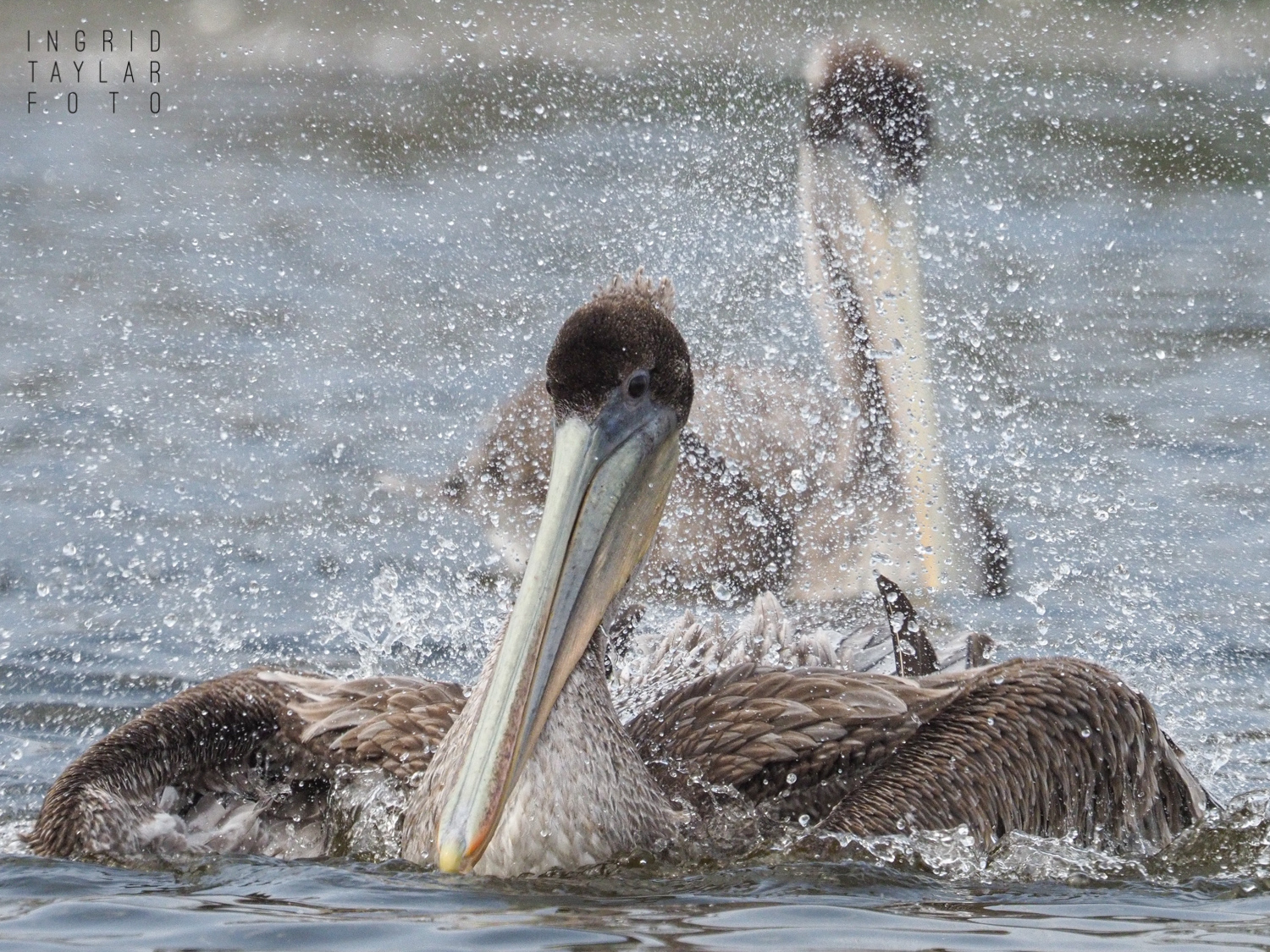 Brown Pelicans Bathing in Santa Barbara
