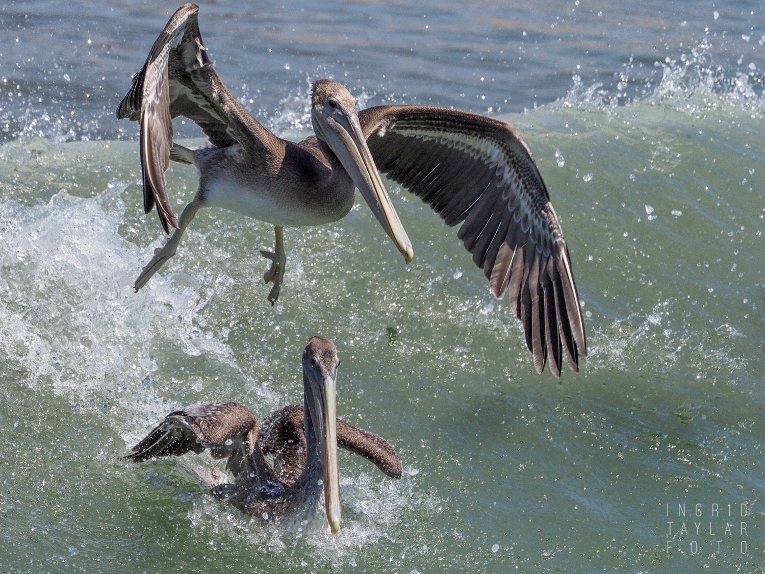Brown Pelicans in Cayucos Feeding Frenzy