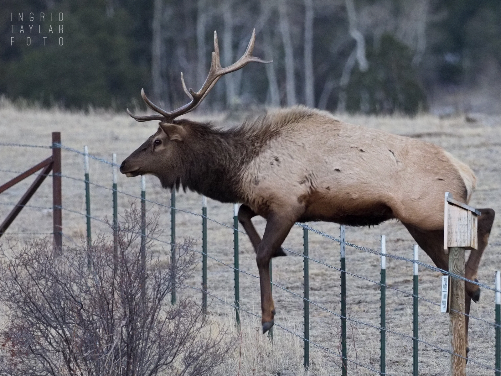 Bull Elk Jumping Fence in Colorado