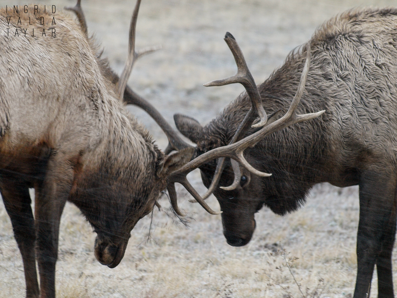 Bull Elk Locking Antlers in Snow
