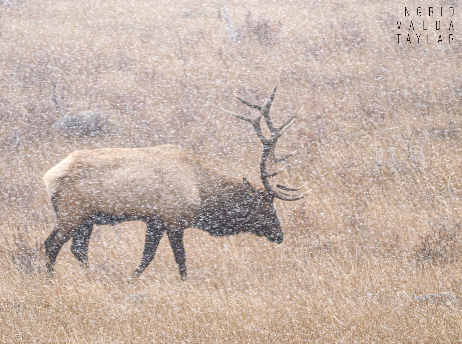 Bull Elk in a Snow Storm