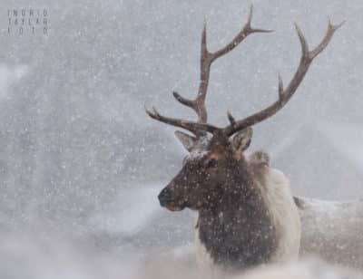 Bull Elk in the Snow in Estes Park