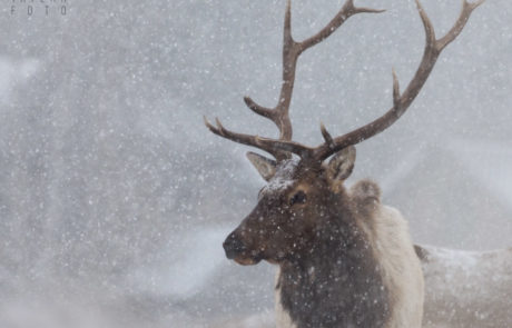 Bull Elk in the Snow in Estes Park