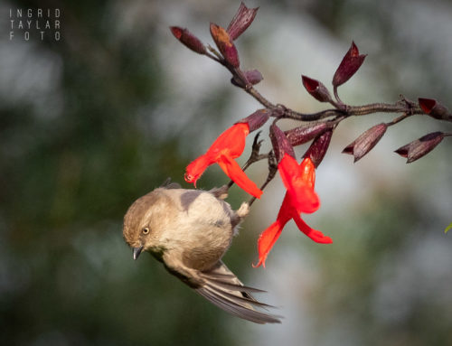 Bushtits, Titmice + Chickadees
