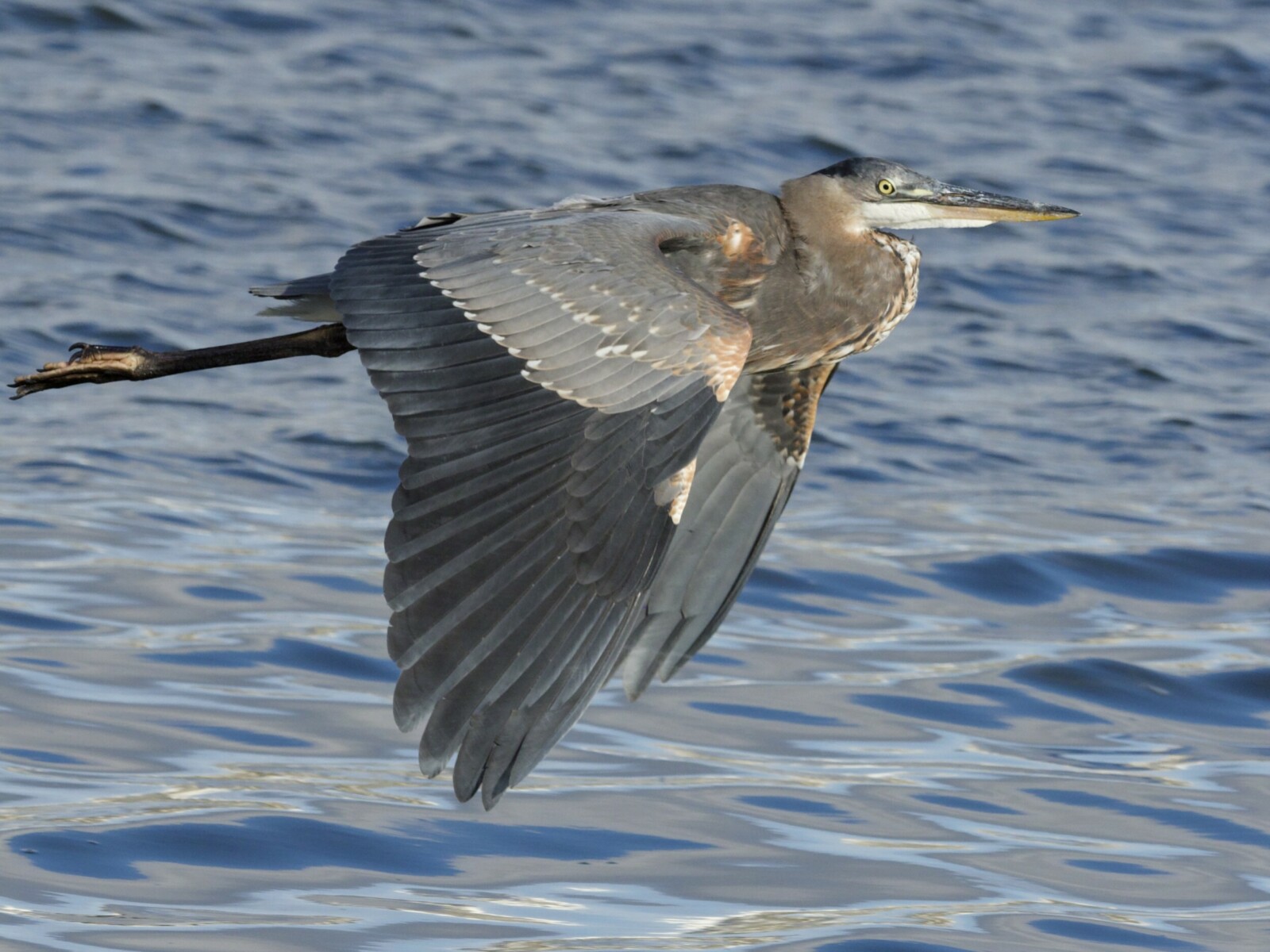 Great Blue Heron in Flight Over Crissy Marsh