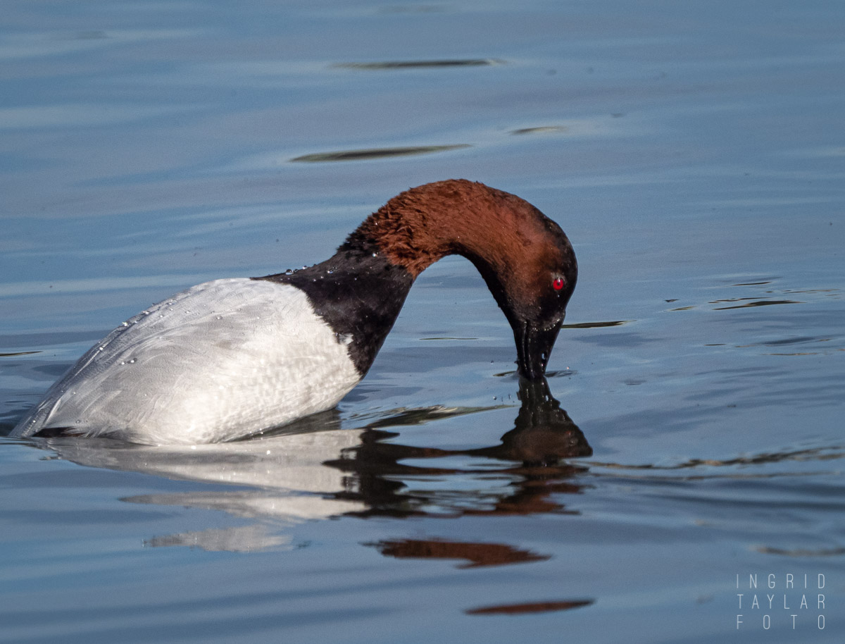 Canvasback Diving