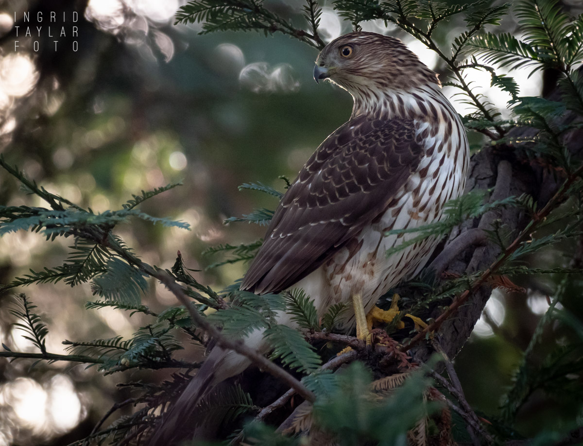 Cooper's Hawk in Lake Merritt Gardens