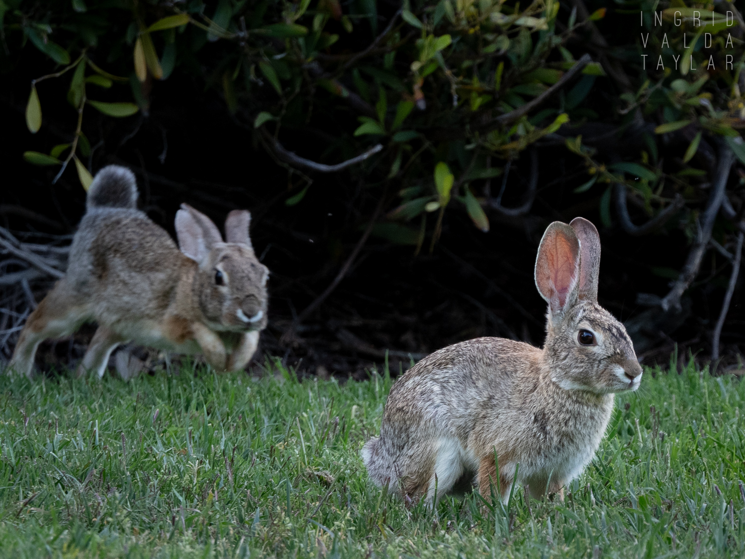 Cottontail Chase